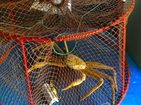 【悲報】ベーリング海のカニ漁師「カニだ！カニだ！」「揚げろ！揚げろ！」→結果