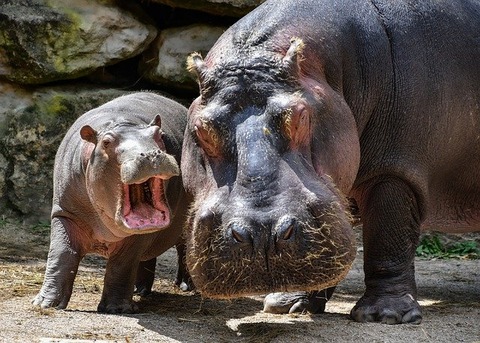 hippopotamus-5608509_640