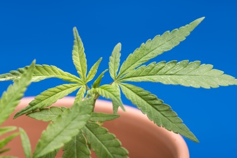 記者「この合法大麻って依存性とかないんですか？」店主「毎日一年以上吸ってますが大丈夫ですよ」→