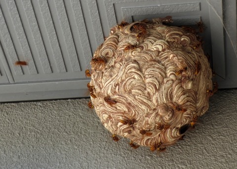 【悲報】スズメバチの巣駆除業者さん、逝く・・・・