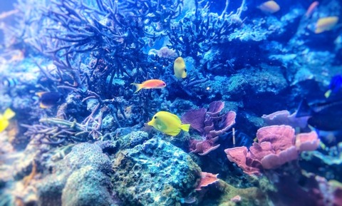 【画像】ワイが水族館で見つけた面白い魚の写真がこちらｗｗｗｗ
