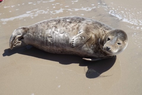 彡(^)(^)「せや！アザラシの腹に鳥入れて土に埋めて腐らせてから肛門から液状になった内臓吸ったろ！！」