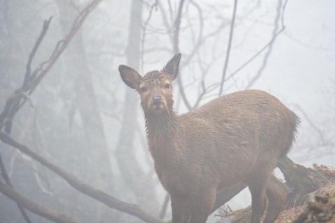 【閲覧注意】ジビエ屋「霜降り肉に見えるこの肉、実は白いの全部寄生虫です！」