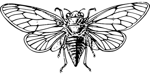 cicada-48135_640