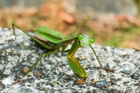 【動画】カマキリさん、ガチでスズメバチと戦った結果・・・