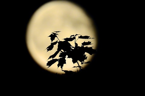 the-leaves-on-the-background-of-the-moon-3462485_960_720