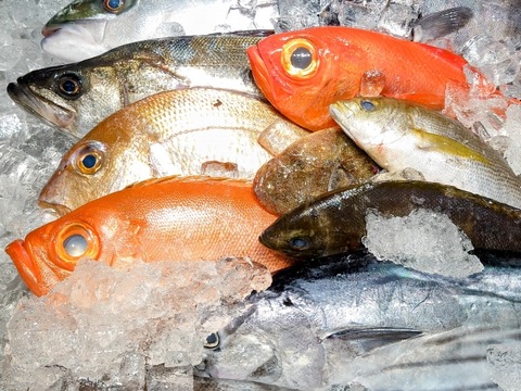 【悲報】福島の魚、基準の１８０倍も放射能で汚染された状態で水揚げされてしまう…