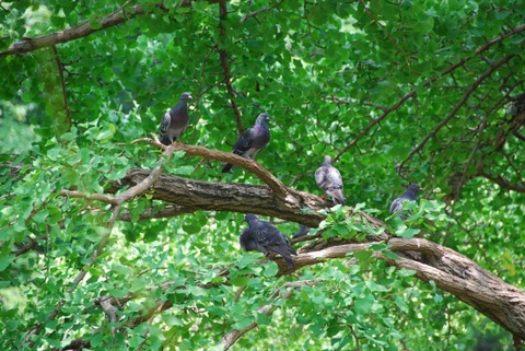 【悲報】インターネット、伝書鳩に敗北してしまう・・・