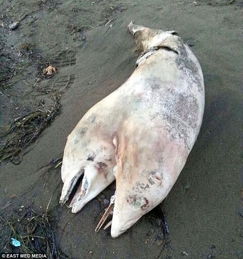conjoined_dolphin