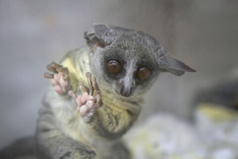 lemur