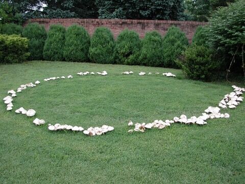 fairyring-l
