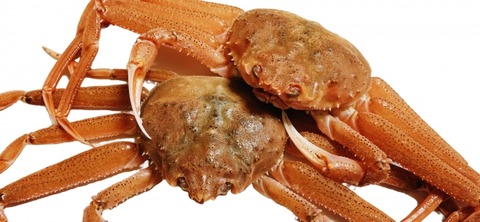 【GIF】彡(^)(^) 「蟹が交尾してるやんけ。別れさせたろ！！」→