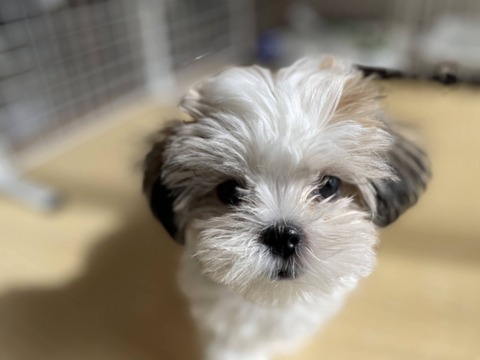 【動画】小型犬「アカンご主人が襲われとる！せや！！」