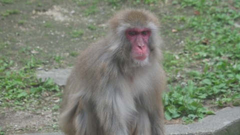 【悲報】女さん。猿をおちょくった結果ｗｗｗｗｗｗｗｗ（動画ｱﾘ）