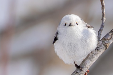 【画像】Youtuber「完璧で究極のシマエナガの写真取れた！もうこれ以上はない！！」→9万いいねｗｗ