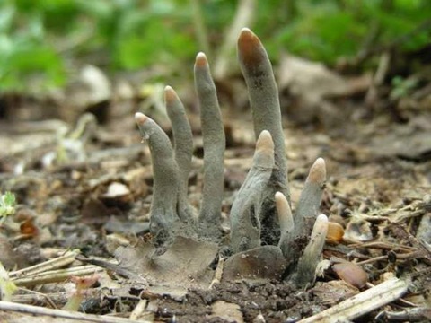 dead-man-s-fingers-1