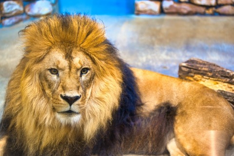 【動画】ライオンに襲われた一匹のハイエナの末路ｗｗｗｗｗｗｗ