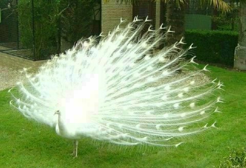 albino_peacock