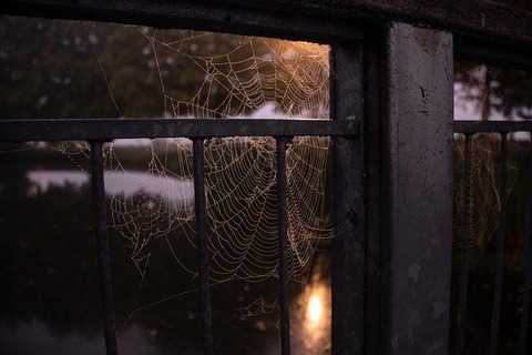 spiderweb-6916188_640