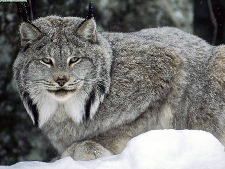 CanadiansLynx