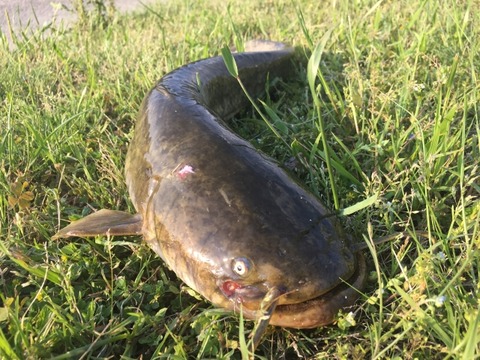 【衝撃】ナマズさん、鯉をペロリ（動画ｱﾘ）