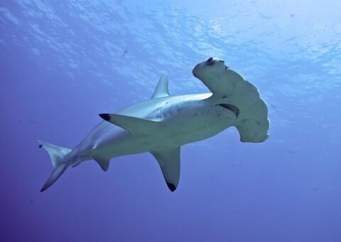 Hammerhaed-shark01