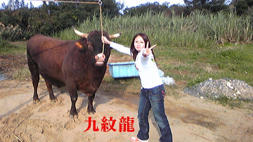 九紋龍 暇たりぃむん あっち のブログ徳之島