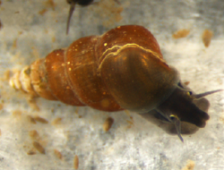 250px-Oncomelania_hupensis_nosophora