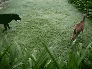 SeEWPpf