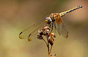 180px-Trithemis_aurora_by_kadavoor