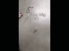 tWdFylf