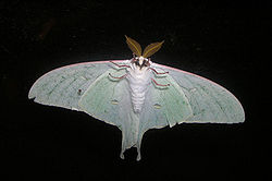250px-Actias_artemis