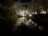 弘前公園ー夜桜�