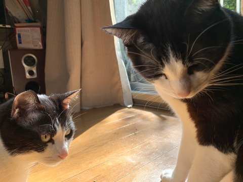 o63d7acbb250cadafb6d8133417955d69_4620693218537820566_201025