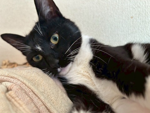 LINE_ALBUM_ダンス武新年会_260301_1