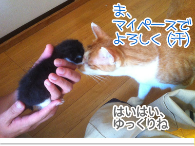 【漫画】♂♂ゲイです、ほぼ夫婦です-12