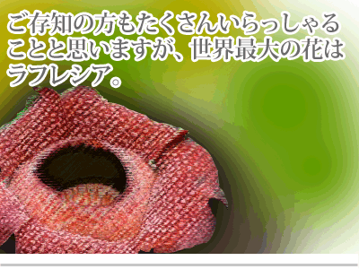 【漫画】♂♂ゲイです、ほぼ夫婦です-1