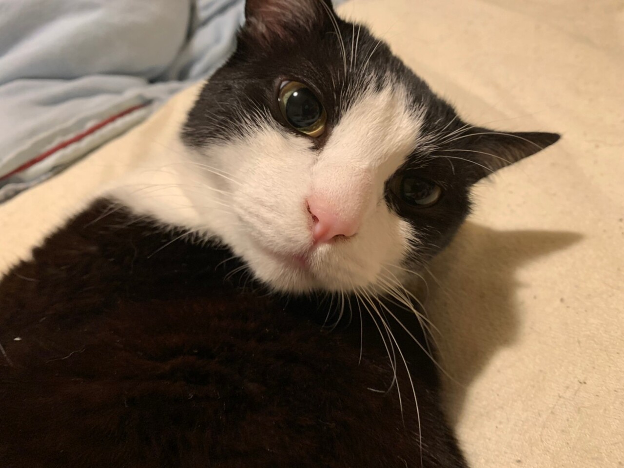 英語になった日本語 ちょ 意味違う ゲイです ほぼ夫婦です Powered By ライブドアブログ