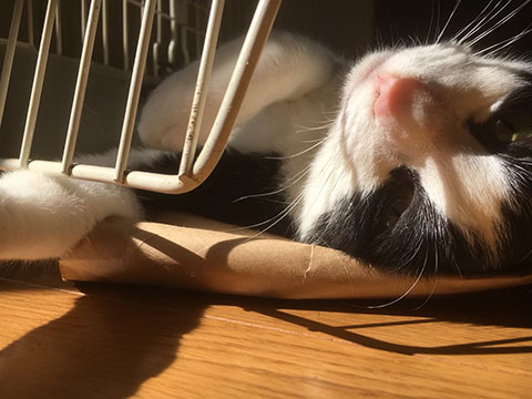 LINE_ALBUM_2017つまみ食いウォーク_251101_1