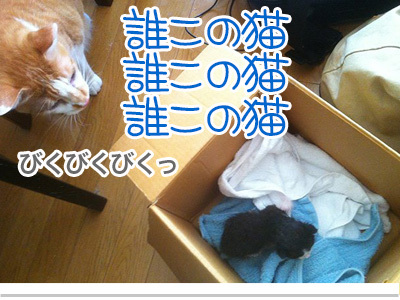 【漫画】♂♂ゲイです、ほぼ夫婦です-9