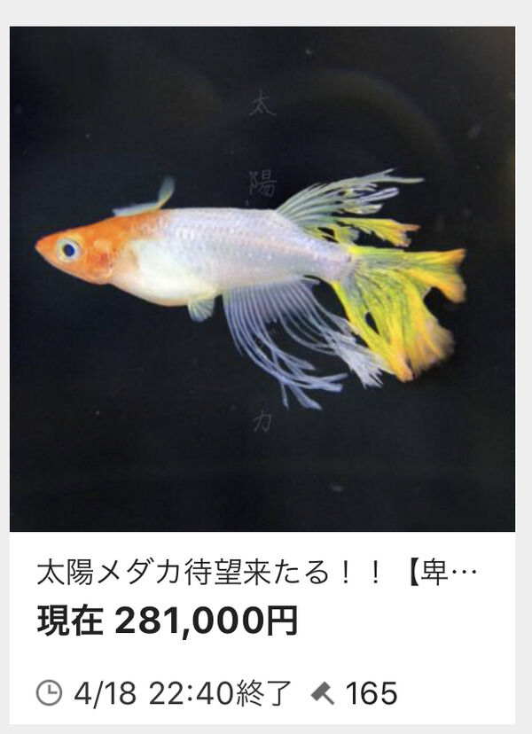 画像 28万円のめだか ガチで美しい Newsまとめんばー