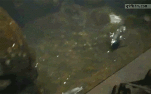 親に放置された子ペンギンの末路www 画像あり Newsまとめんばー