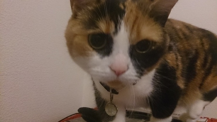 556222A4-7B8D-4F63-8933-4253AB358FFF