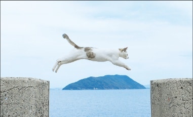 多度津町の人より猫の方が多い佐柳島