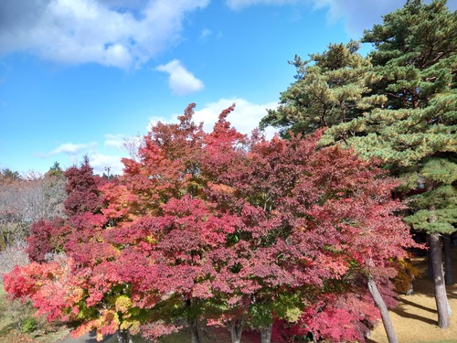IMG_20201104_113457786_HDR