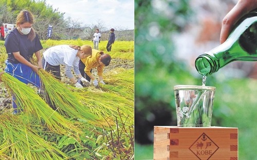 小野市の上質な酒米：山田錦