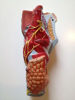 右側面