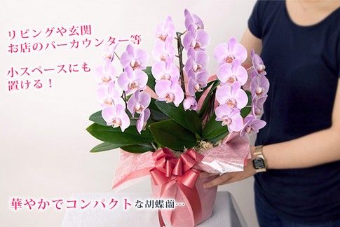バー 美容室 サロンなど改装 開店祝いに 3本立ちの胡蝶蘭がおすすめの理由とは 3本立ちのコンパクトな胡蝶蘭の激安通販情報 品質そのままで半額に バー 美容室 サロンなど改装 開店祝いに 3本立ちの胡蝶蘭がおすすめの理由とは 3本立ちのコンパクトな胡蝶蘭の激安通販情報 品質そのままで半額に