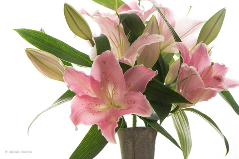 lily-8