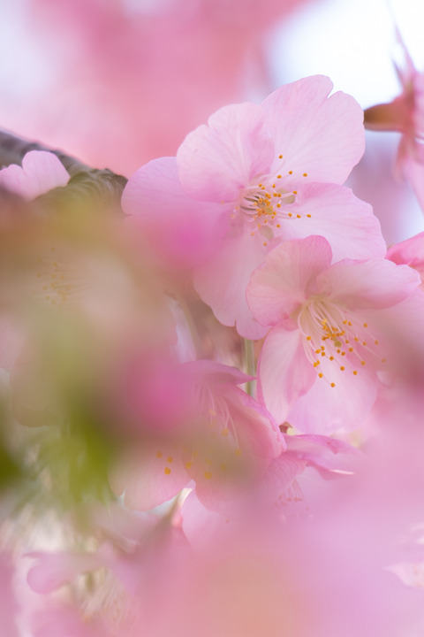 sakura-2